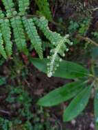 Image of Dryopteris apiciflora (Wall. ex Mett.) O. Kuntze