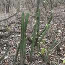 Plancia ëd Praecereus euchlorus subsp. diffusus (Britton & Rose) N. P. Taylor