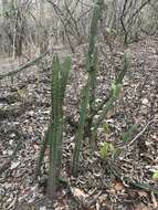 Image of Praecereus euchlorus subsp. diffusus (Britton & Rose) N. P. Taylor