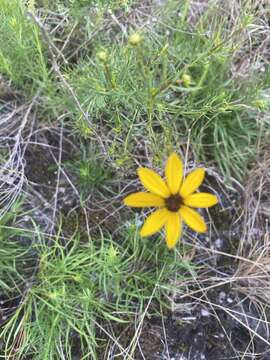 Image of woodland tickseed