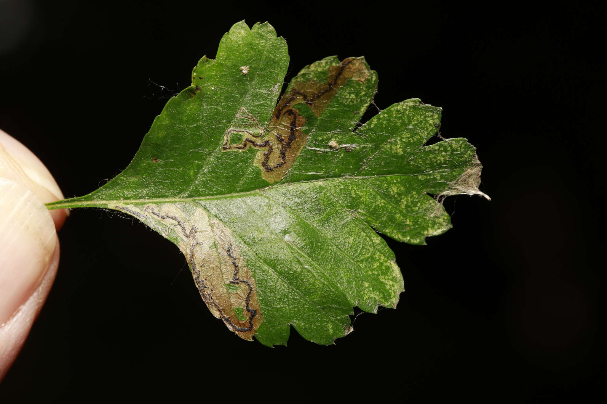 صورة Stigmella regiella (Herrich-Schäffer 1855) Vári 1944