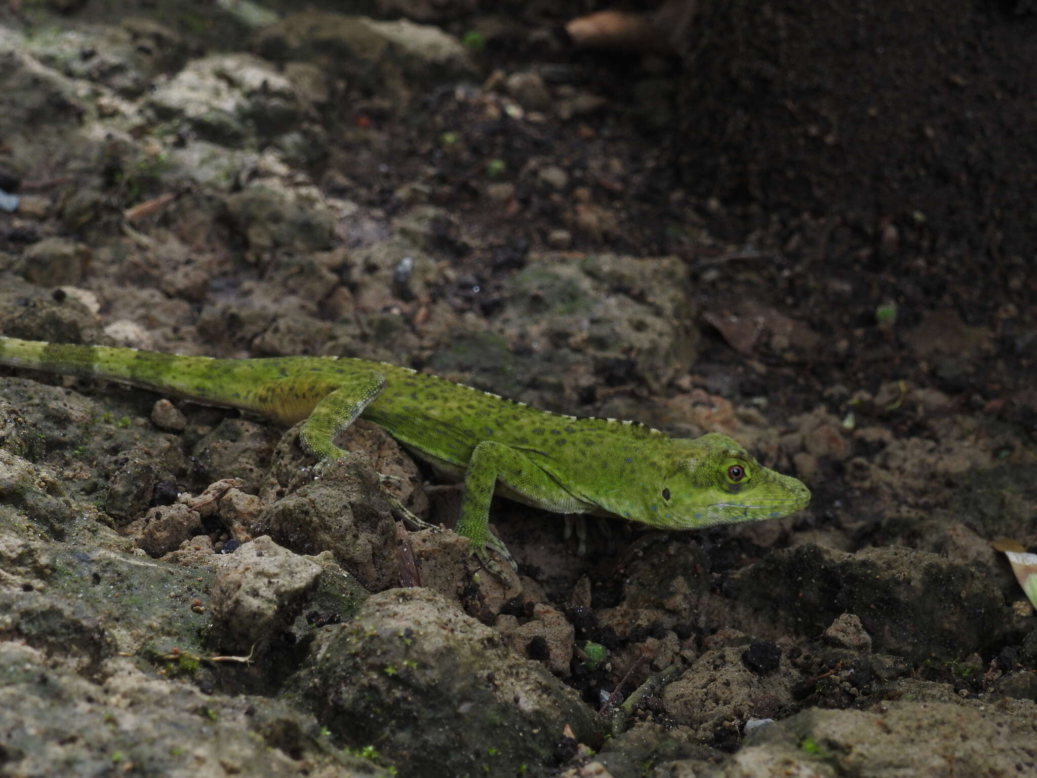 Imagem de Anolis fraseri Günther 1859