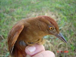 Image of Chestnut-crowned Foliage-gleaner