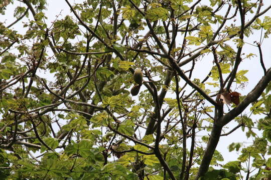 Image of Panama tree