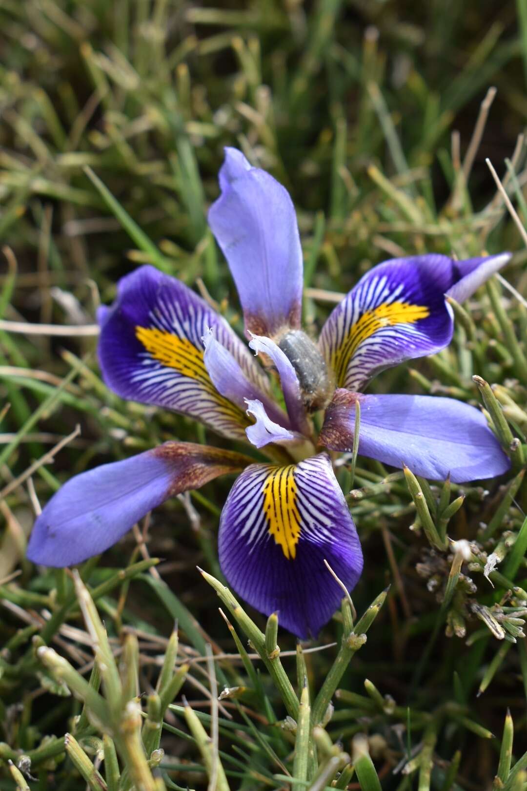 Image of Iris unguicularis subsp. cretensis (Janka) A. P. Davis & Jury