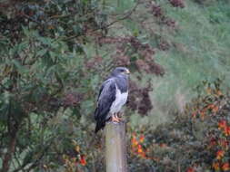 Image of Black-chested Buzzard-Eagle