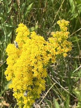 Image of Nevada Goldenrod