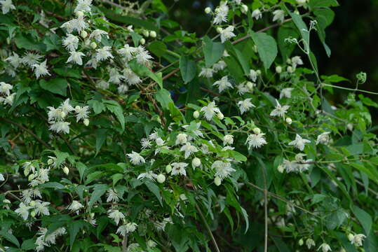 Image of Clematis parviloba Gardn. & Champ.