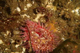 Image of McPeak anemone