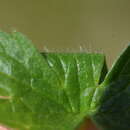 Sivun Ranunculus villarsii DC. kuva