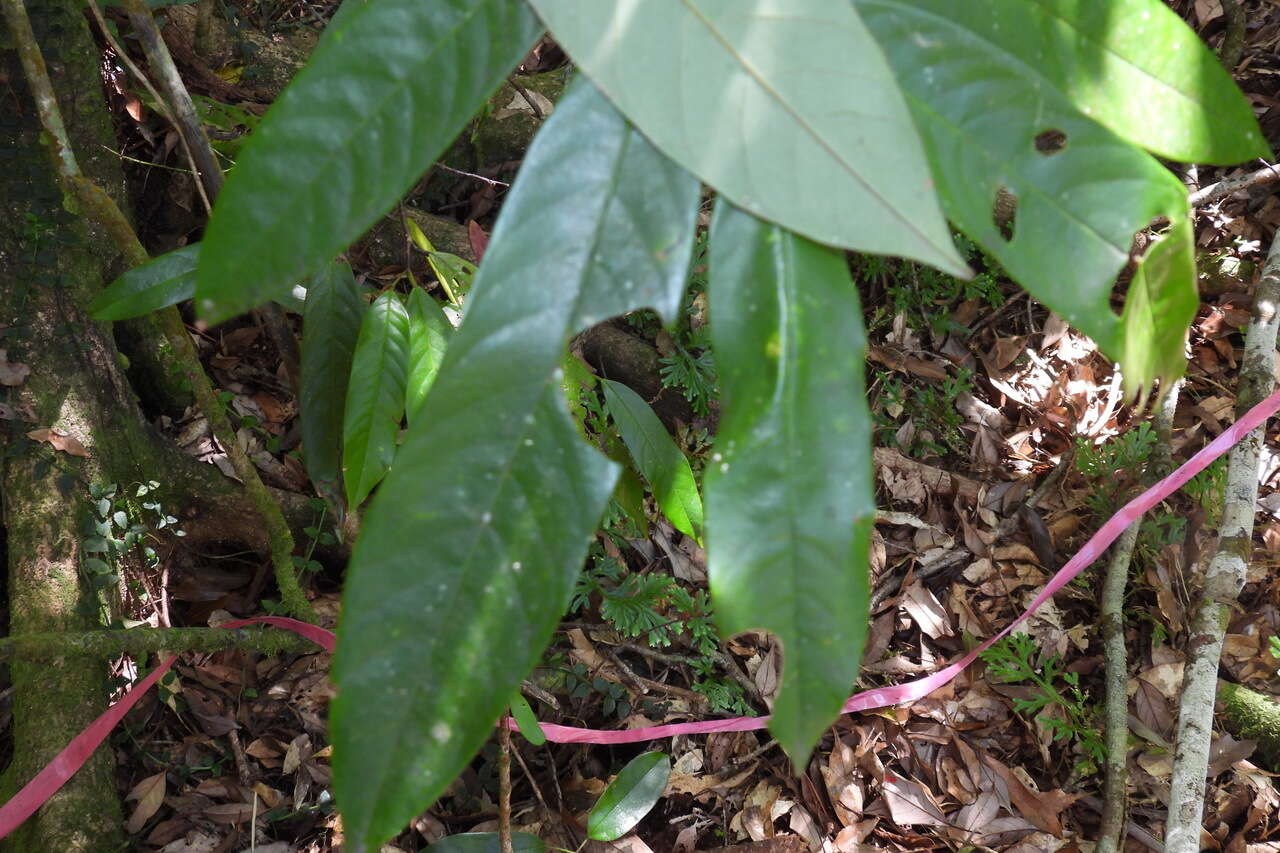 Image of Fissistigma glaucescens (Hance) Merr.