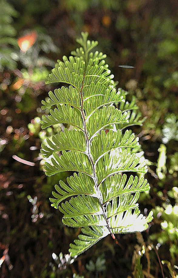Hymenophyllum peltatum (rights holder: Dick Culbert)