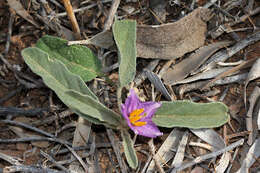 Image of Solanum esuriale Lindl.