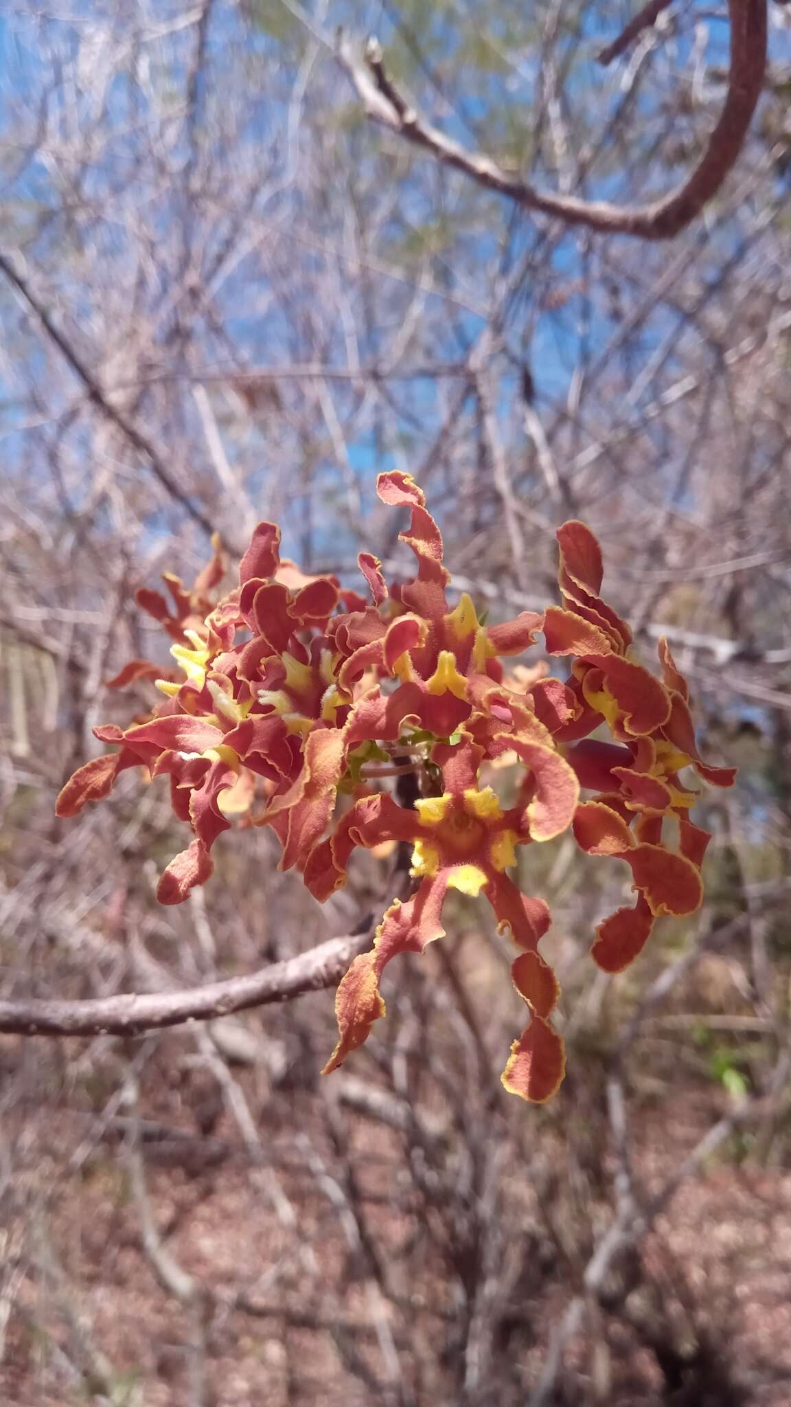 Imagem de Strophanthus boivinii Baill.