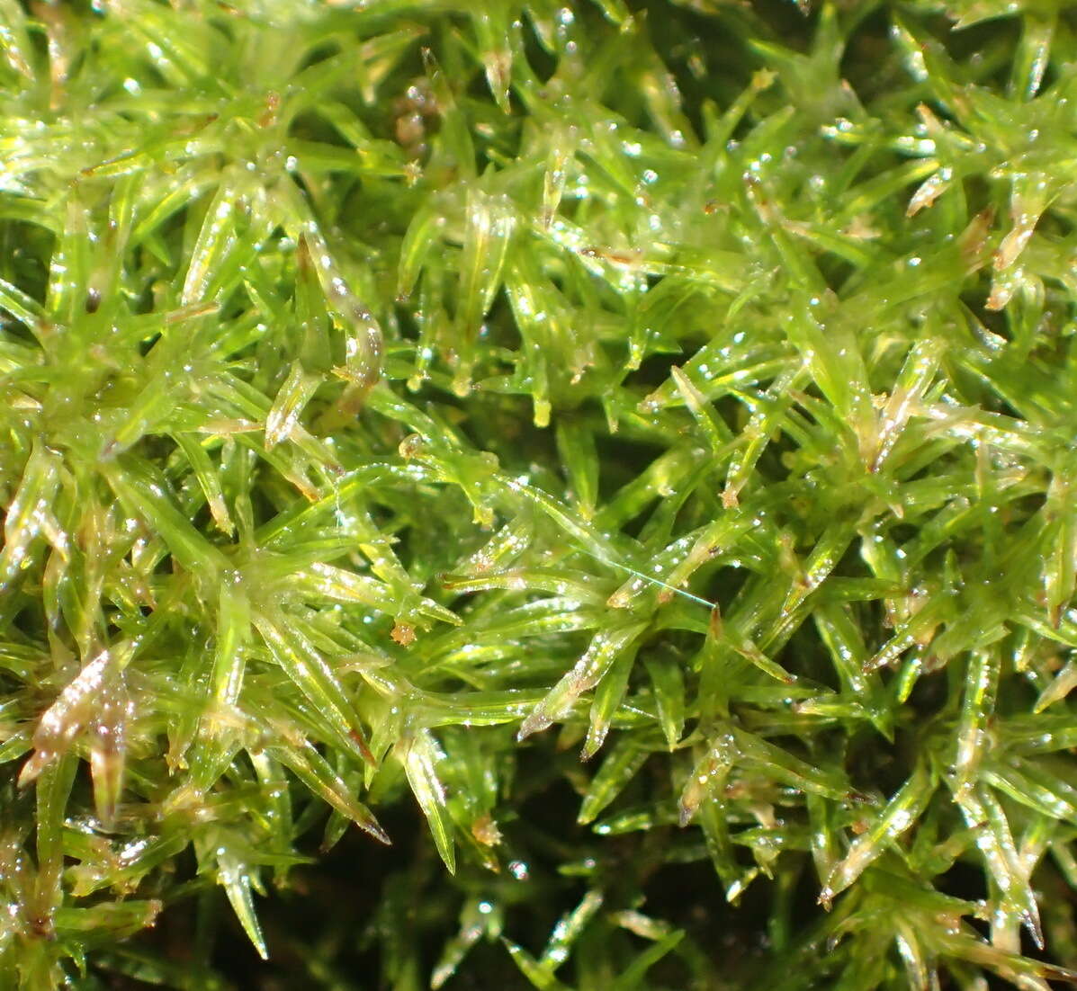 Image of Gaudichaud's syrrhopodon moss