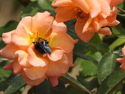 Imagem de Xylocopa appendiculata Smith 1852