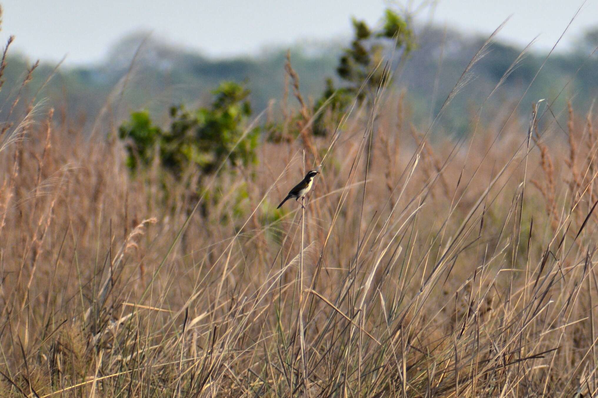 صورة Coryphaspiza Gray & GR 1840