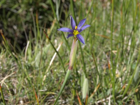 Image of Idaho blue-eyed grass