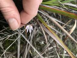 Caladenia fuscata (Rchb. fil.) M. A. Clem. & D. L. Jones的圖片