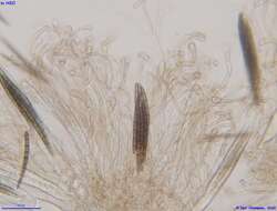 Image of Geoglossum umbratile Sacc. 1878