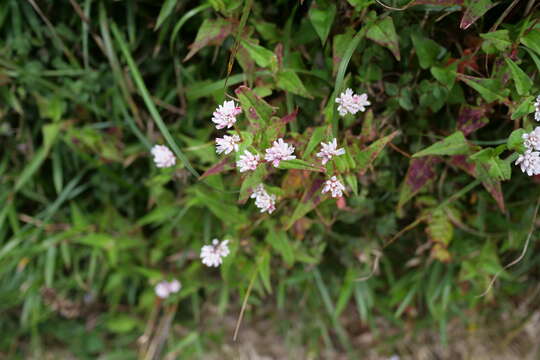 Image of Persicaria runcinata (Buch.-Ham. ex D. Don) Masam.