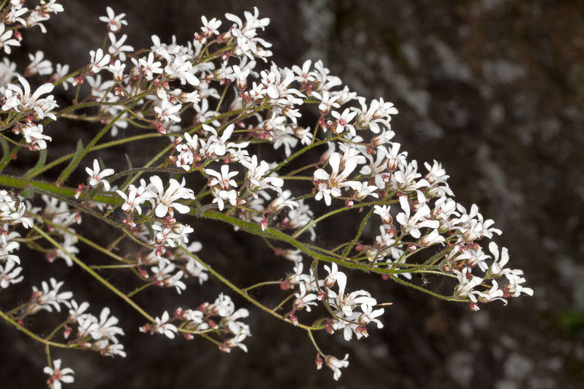 Image de Saxifraga cotyledon L.