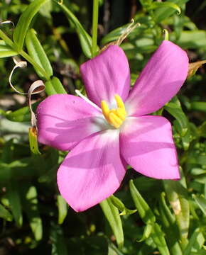 Image of Chironia melampyrifolia Lam.