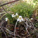 Imagem de Euphrasia australis Perrie