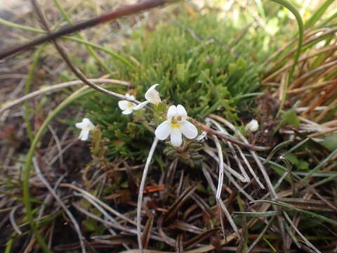 Image of Euphrasia australis Perrie