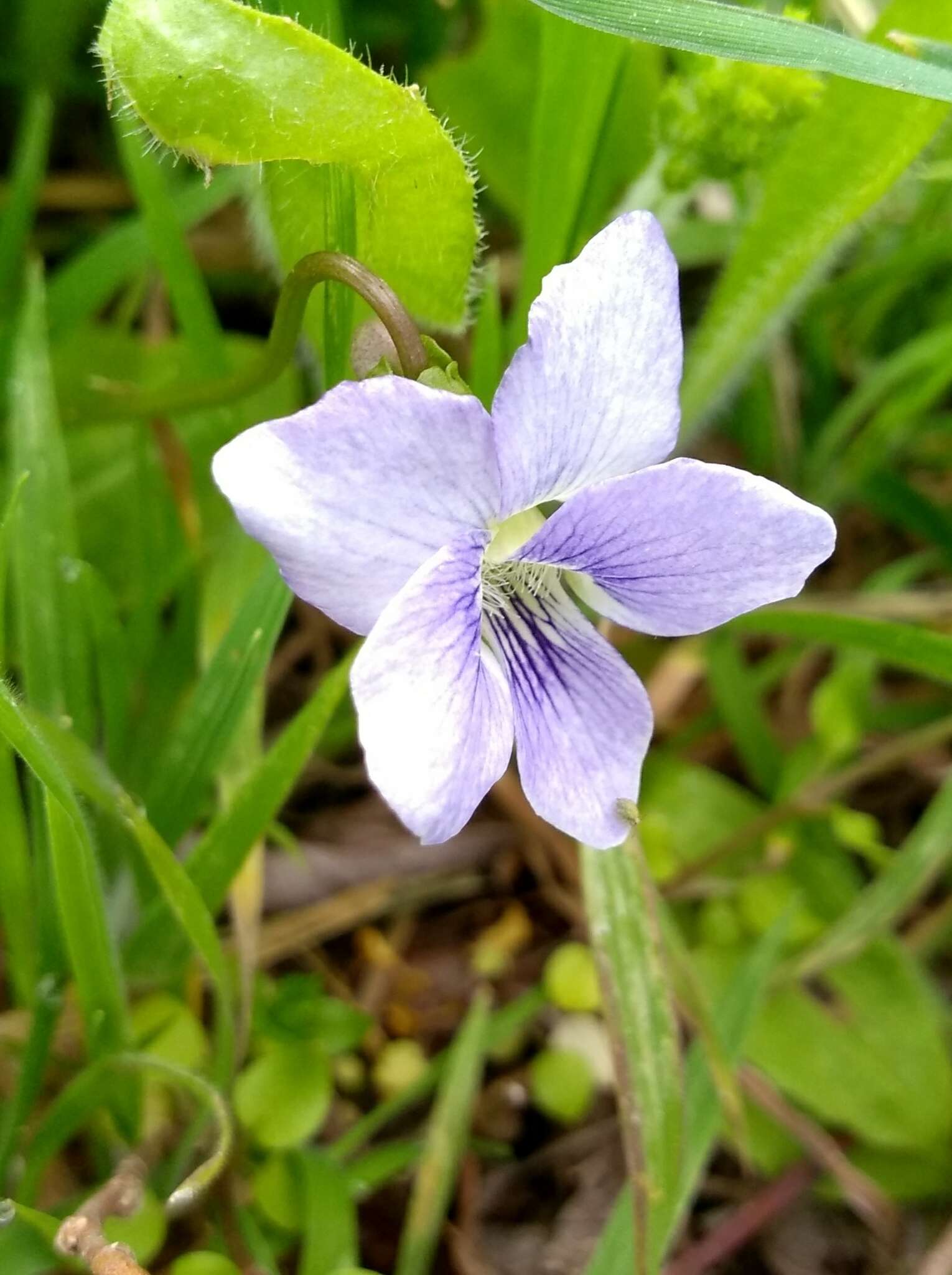 Image of Langlois' Violet