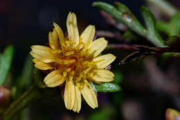 Imagem de Chrysanthellum indicum subsp. afroamericanum B. L. Turner