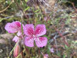 Image de Clarkia bottae (Spach) H. & M. Lewis