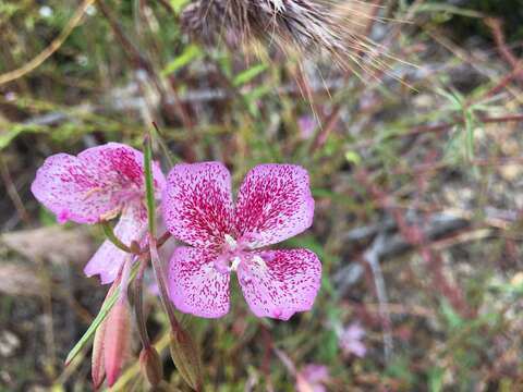 Слика од Clarkia bottae (Spach) H. & M. Lewis