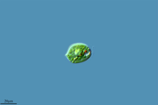 542.17118369529.580x360