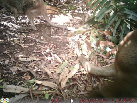 Image of Agile Wallaby