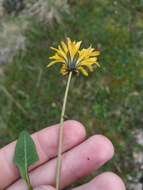 Image of Taraxacum glabrum DC.