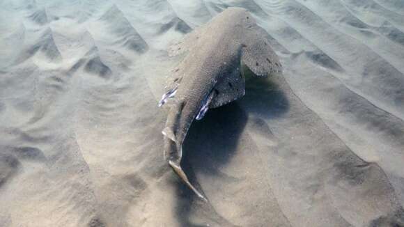 Image of Australian Angel Shark