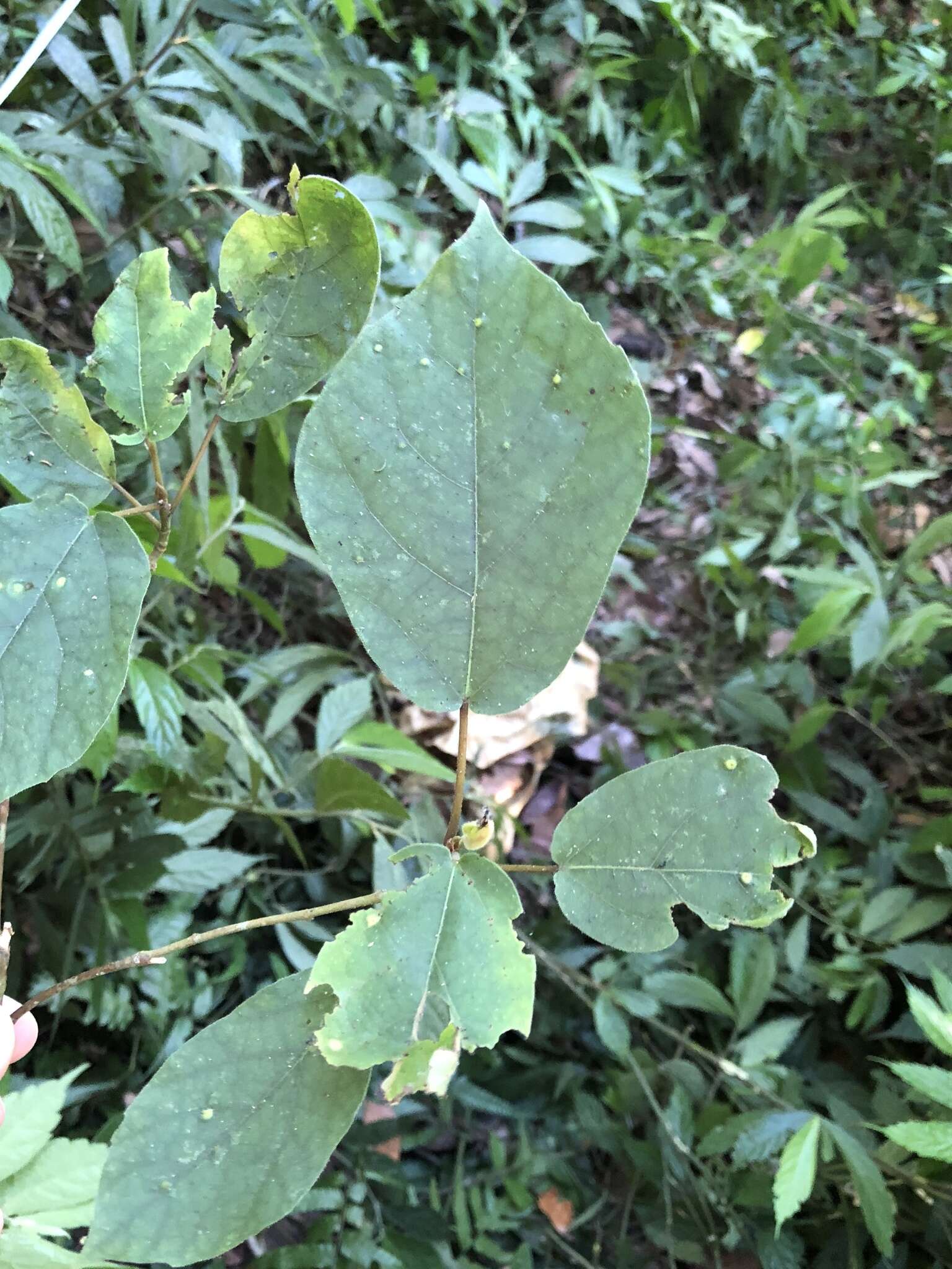 Ficus erecta var. beecheyana (Hook. & Arn.) King的圖片