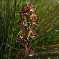 Image of Summer leek orchid