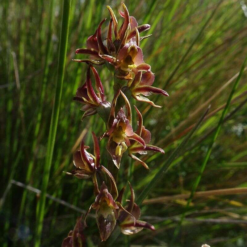 Image of Summer leek orchid