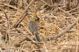 Image of D'Arnaud's Barbet