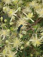 Stangeella cyaniventris (Guérin-Méneville 1831) resmi