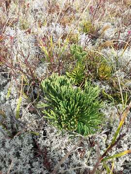 Image of deeproot clubmoss