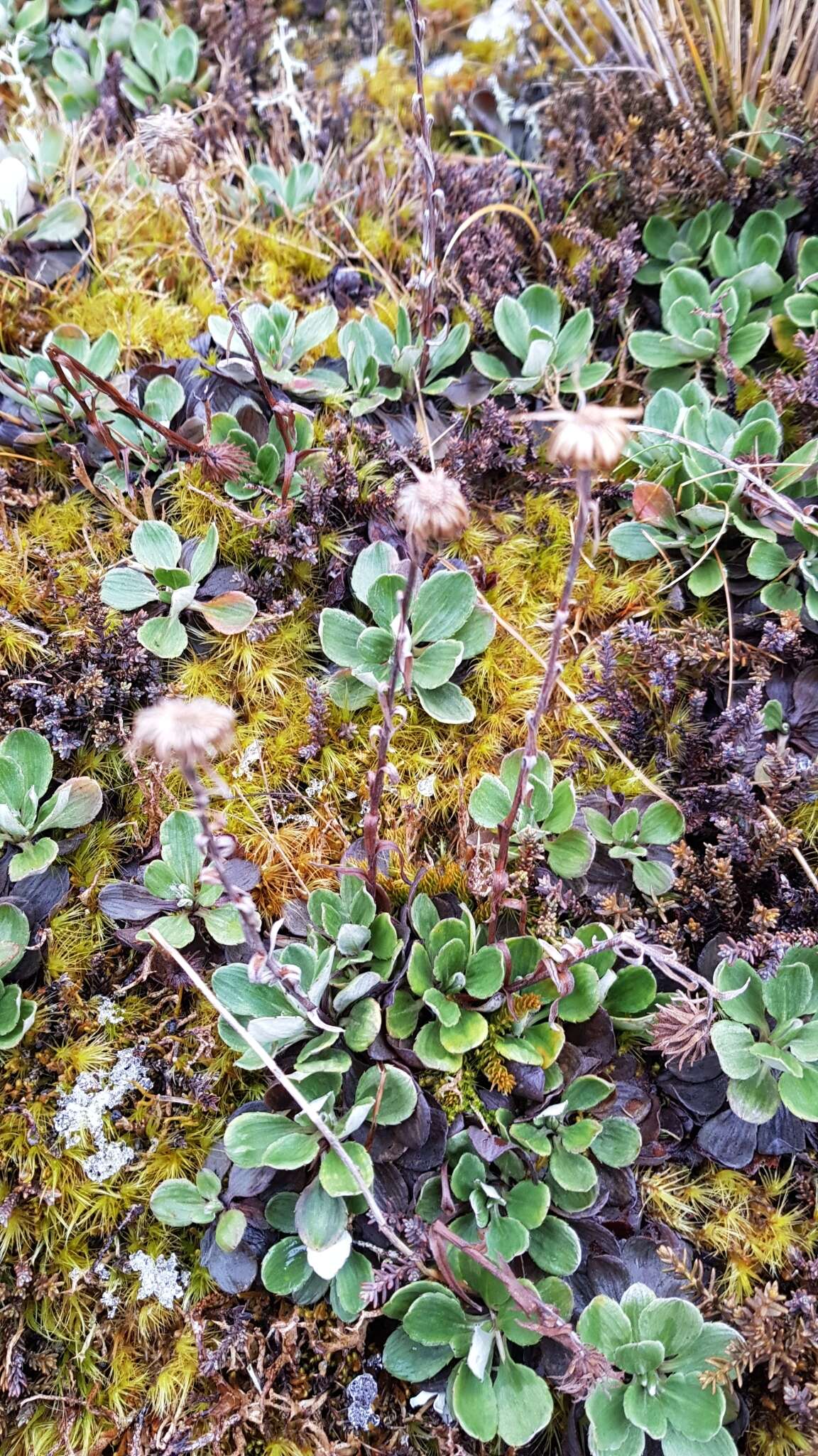 Image of Celmisia discolor Hook. fil.