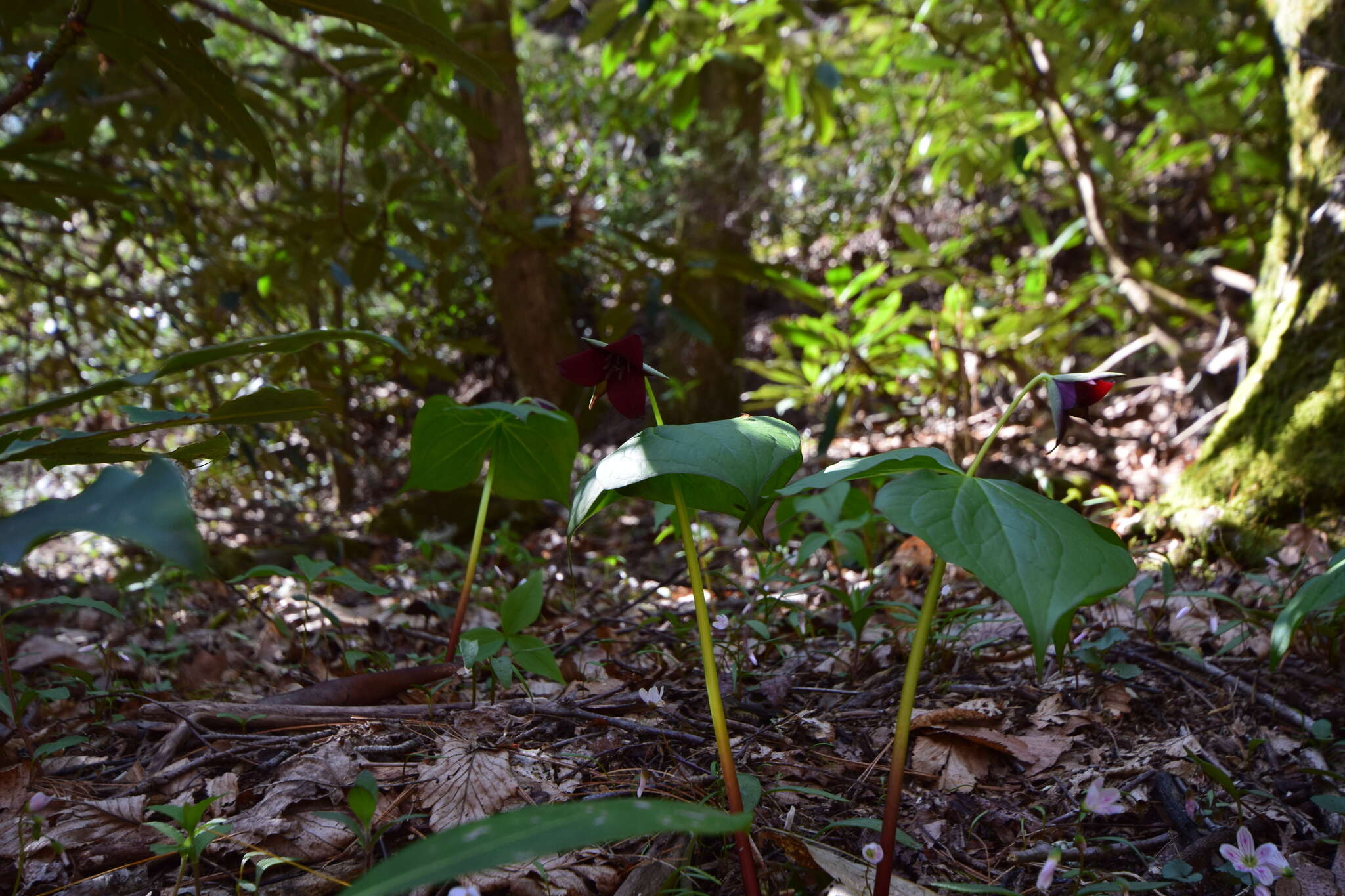 Imagem de Trillium sulcatum T. S. Patrick