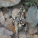 Image of Reichardia dichotoma (DC.) Freyn