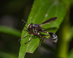 Physocephala marginata (Say 1823)的圖片