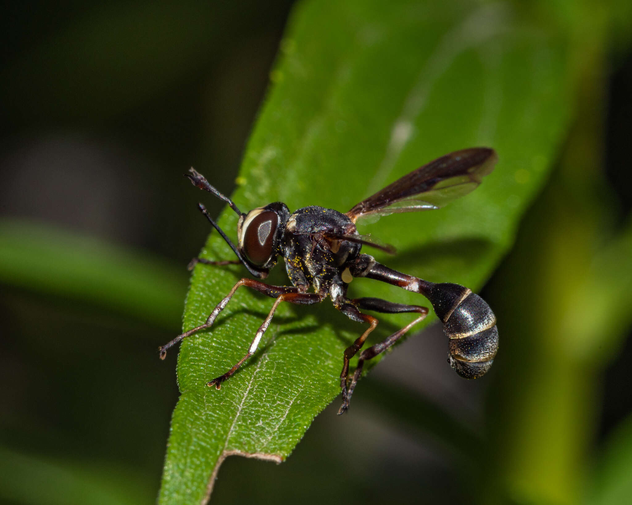 Physocephala marginata (Say 1823)的圖片