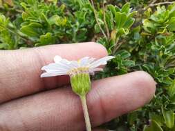 Image of Felicia erigeroides DC.