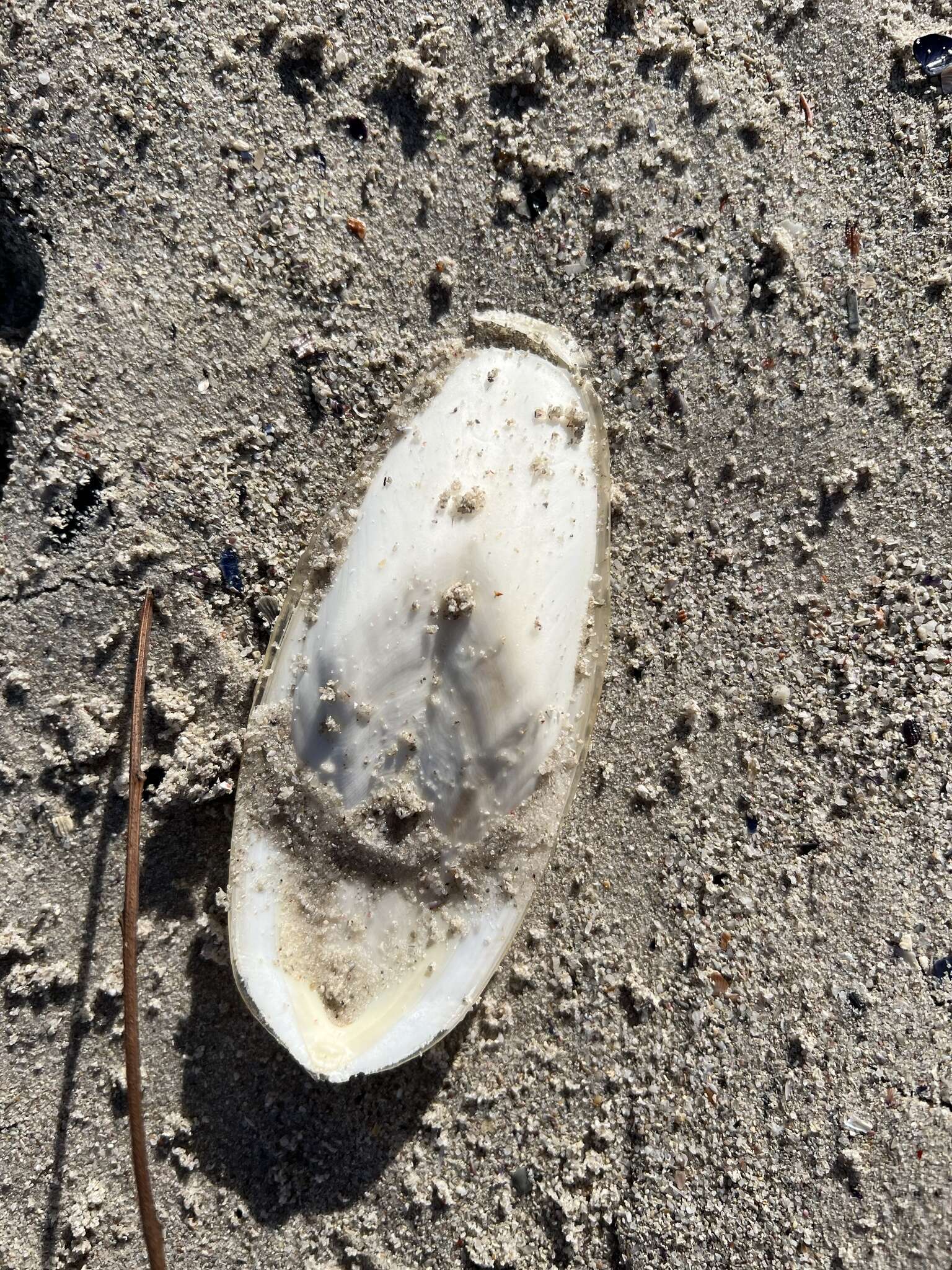 Image of Patchwork Cuttlefish